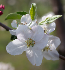 Naklejka na ściany i meble Beautiful flower, apple blossom, tree in spring.