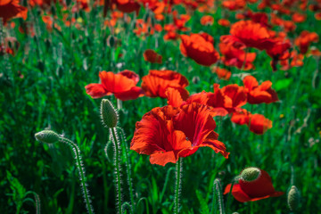 Poppies in a field with green grass in the background with selective focus. view at height. Lonely poppy.