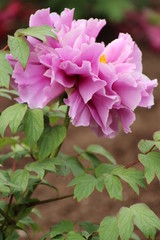 Fototapeta premium 牡丹 