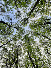 Crowns of trees at the top. Green trees.
