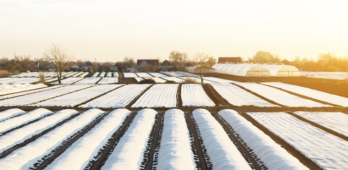 Farmer plantation fields covered with agrofibre for earlier beginning of the planting campaign in agriculture. High survival and early harvest vegetables. High competition with southern warm regions.
