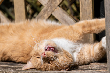 Ginger tom cat sunbathing on wooden bench