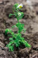 Green plant in soil on my back yard. Grow eco plants