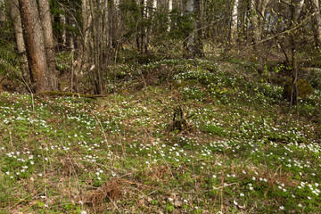 Naklejka na ściany i meble snowdrop meadow in the spring forest