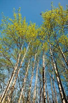 In This Wisconsin Woods, The Aspens Reach Skyward Toward The Blue Early May Sky