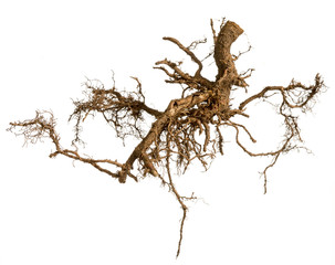 Roots tree isolated on a white background