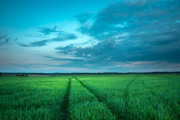 Fototapeta na wymiar Traces of wheels in the green field, evening clouds on blue sky