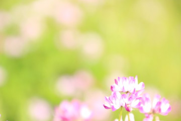 蓮華