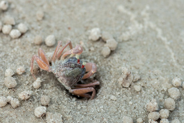 little cute round crab on sand