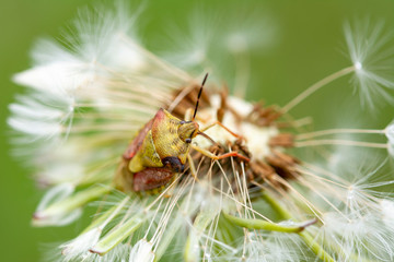 Macro on a stinking bettle on a dandelion