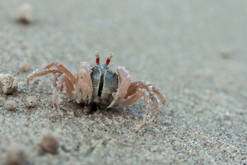little cute round crab on sand
