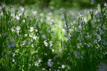 Białe wiosenne leśne kwiaty