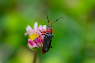 Macro on a red headed cardinal bettle