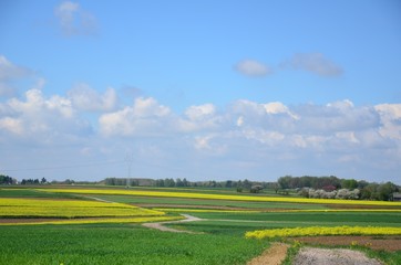 Wiosenny wiejski krajobraz kwitnącego rzepaku