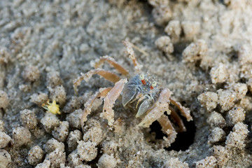 little cute round crab on sand
