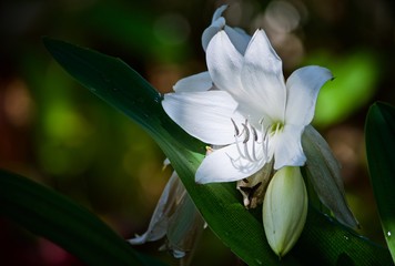White rain lily, zephyranthes, with green leaves and copy space on left