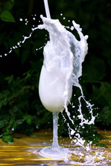 jet of milk from top to glass with a lor of drops around on the wooden wet yellow surface
