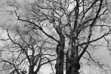 Obraz premium Stare drzewa zimą