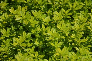 Świeża wiosenna zieleń