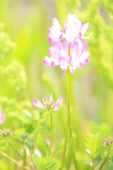 Obraz premium 蓮華