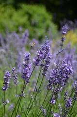 Lawenda zapylana przez owada  © Nikola