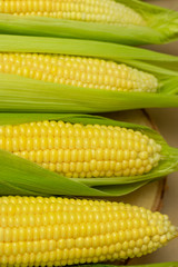Fresh yellow corn cobs in green leaves close-up. Fresh harvest of farm organic corn