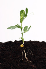 Young pea sprout growing in soil