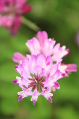 Obraz premium 蓮華