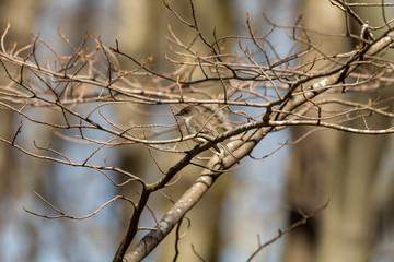 A Eastern Phoebe at Conservation Park,  Wisconsin, USA.