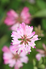 Obraz premium 蓮華