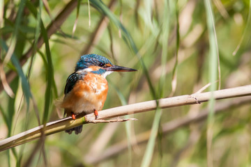 European kingfisher santding on a reed