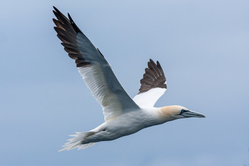 Fototapeta na wymiar Northern gannet flying over mediterranean sea