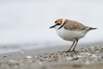 Kentish plover standing on the shore