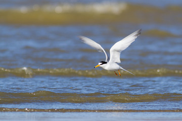 Little tern flying and fishing over mediterranean sea