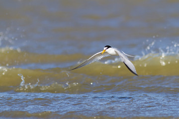 Little tern flying and fishing over mediterranean sea
