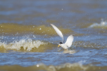 Little tern flying and fishing over mediterranean sea