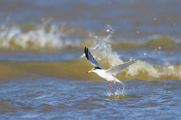 Little tern flying and fishing over mediterranean sea