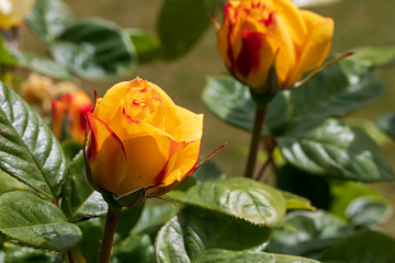 Obraz premium yellow hybrid tea rose in garden
