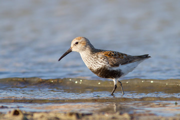 Dunlin walking on the shore