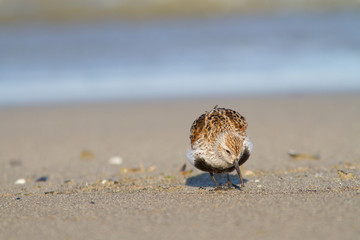 Dunlin standing on the shore
