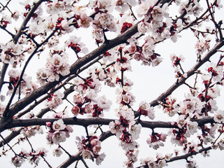 apricot tree flowers