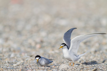 Little tern offering a fish during nesting season