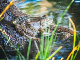 frog in the pond