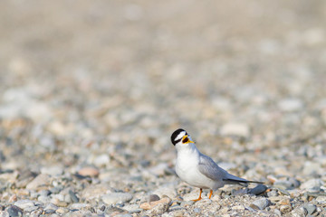 Little tern calling during mating season