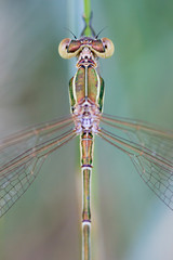 Close up of the head of aShy emerald    damselfly