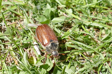 Maikäfer