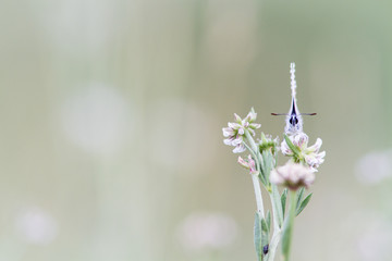Butterfly standing on a wildflower in a meadow