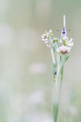 Butterfly standing on a wildflower in a meadow