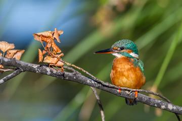 European kingfisher santding on a branch