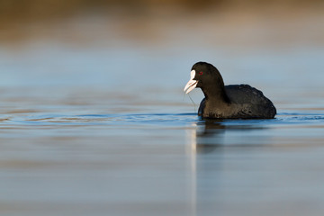 Eurasion coot swimming on a pond an feeding with grass
